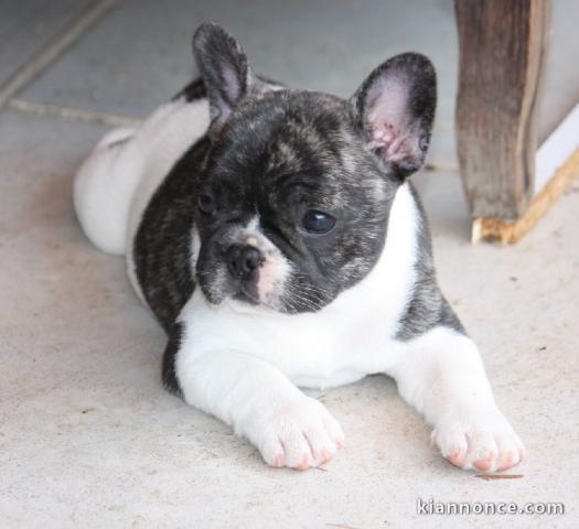 chiot bouledogue français femelle