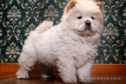 Donne chiot type Chow chow 