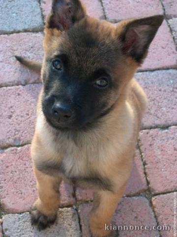 bebe berger malinois a donner