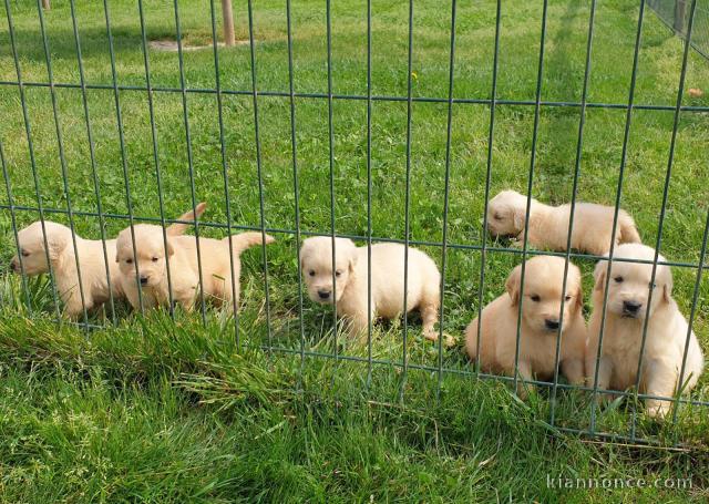 Donne chiot type  Golden retriever