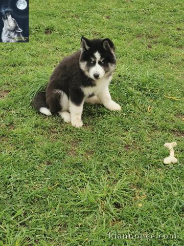 Donne chiot type Husky Sibérien