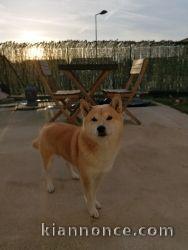 chiots shiba inu lof dispo