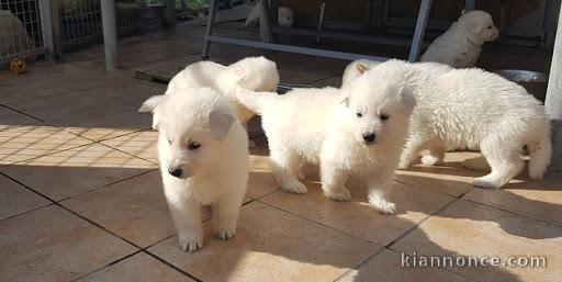 berger blanc suisse a donner