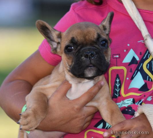 Chiots Bouledogue Français