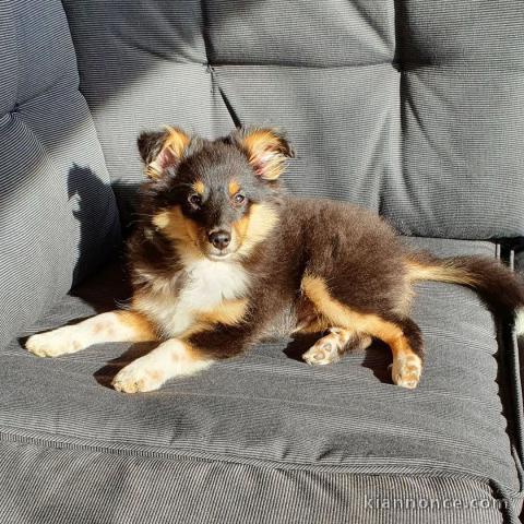 chiots berger de shetland LOF