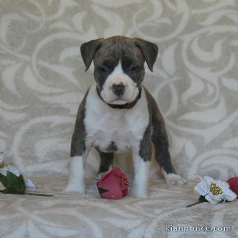 Donne chiot type Américain bully