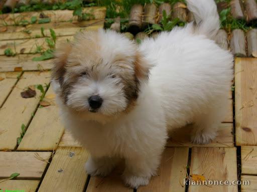 Donne chiot type chiot Coton de Tuléar