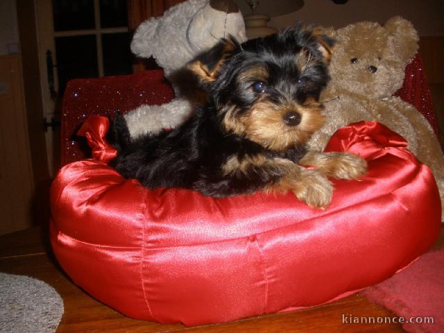 Chiot type mini yorkshire a céder