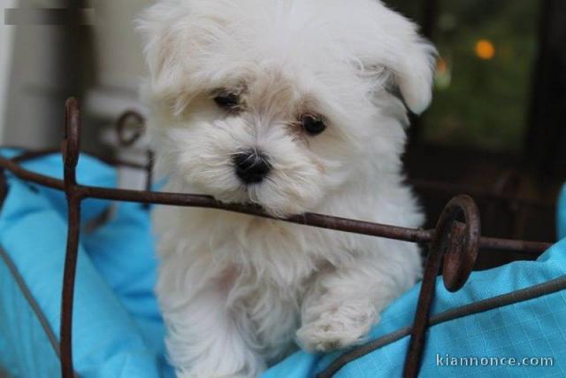 A DONNER Chiot type bichon maltais Femelle