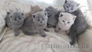 Chatons British shorthair loof disponible  de suite