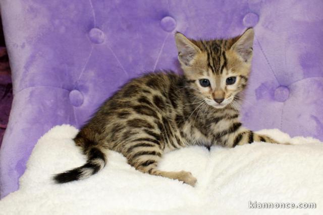 Chaton Bengal 1 FEMELLE MARBLE DISPONIBLE A DONNER