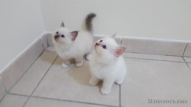  2 Belle Chaton sacré de birmanie mâle & femelle A donner