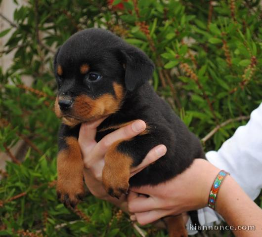 A Donner Chiot type Rottweiler Femelle