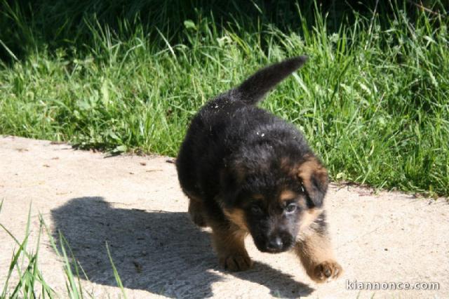 Chiot types Berger allemand femelle A Donner