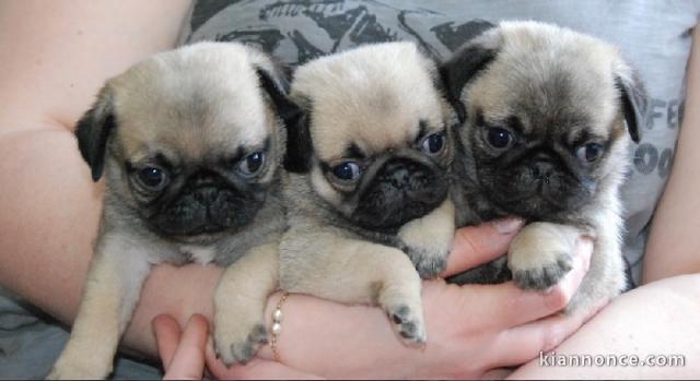 Chiots Carlin LOF a donner 