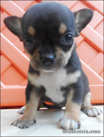 Magnifique chiot chihuahua gentil à donner