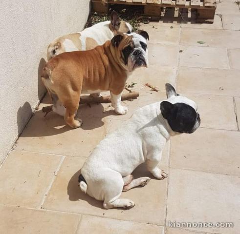 magnifique chiot bouledogue anglais disponible de suite 