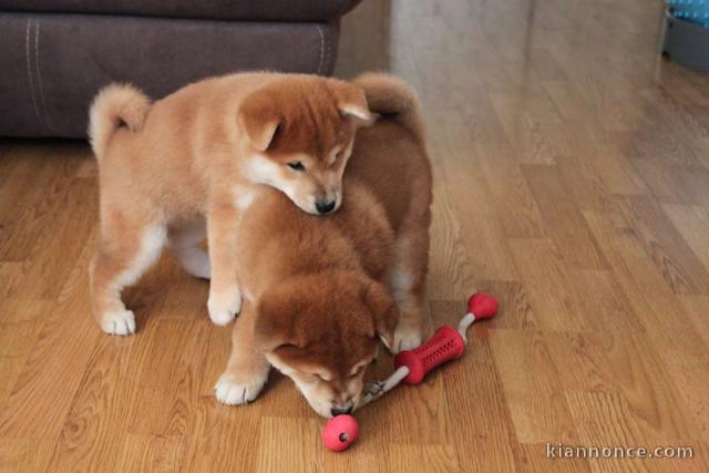 Adoption chiot shiba inu