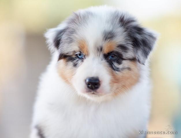 bergers austrauliens vendre   australian shepherds for sale