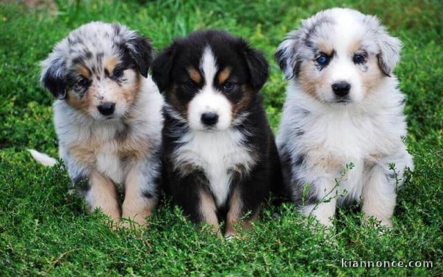 bergers austrauliens vendre   australian shepherds for sale