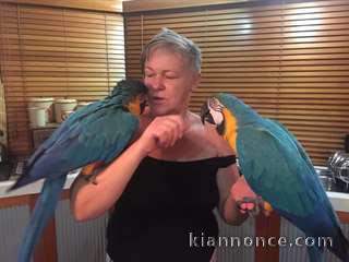 A ADOPTER Couple de perroquets Ara mâle et femelle