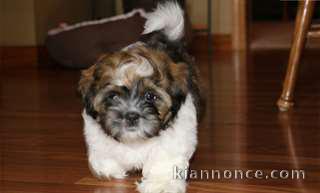 Très beau chiot shih tzu à donner contre soins