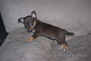 2 adorables chiots chihuahua chocolat à donner