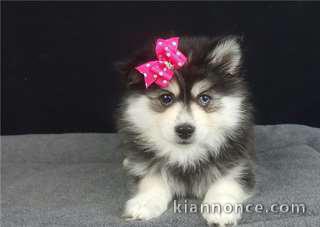 Chiot type pomsky, très câline à donner