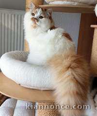 Chaton Scottish Fold à donner