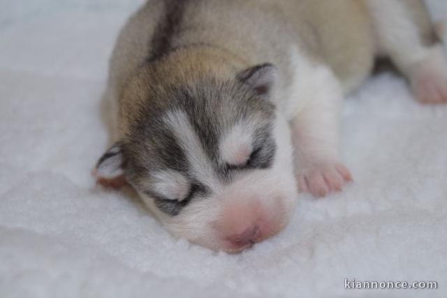 Adorables Chiots Siberian Husky