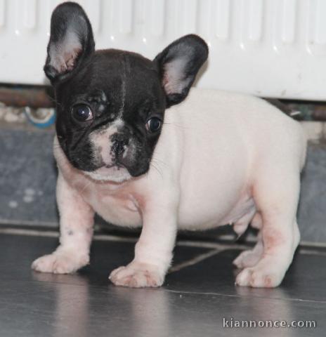 Chiot bouledogue francais mâle a donner