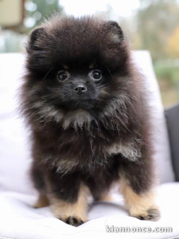Chiots Spitz allemand