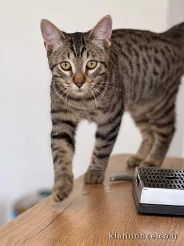 jeune chat mâle couleur feu 