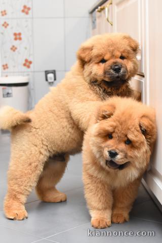 Chiots chowchow lof a donner 