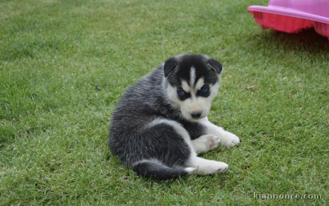 chiots husky siberien