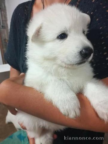 chiots berger blanc suisse
