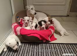 chiots jack Russel dispo