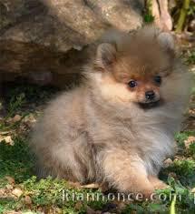 Chiot Spitz Allemand Femelle Naine