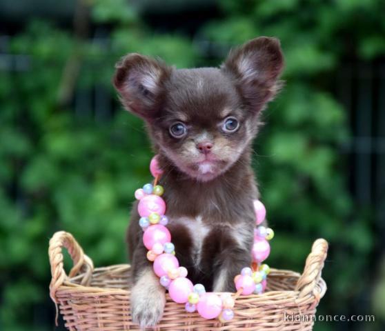 Donner chiot bébés chihuahua femelle