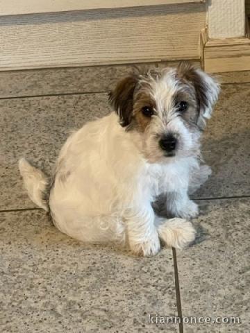 Disponible magnifique chiot JACK RUSSEL TERRIER LOF