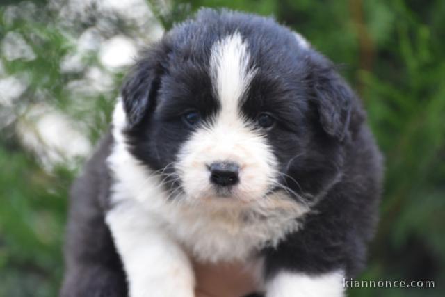 Chiots Border Collie POUR ADOPTION 