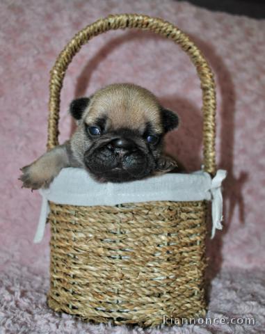 Chiots Bouledogue français