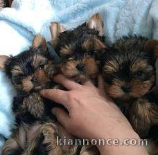 Chiots Yorkshire terrier à donner contre bon soin MP