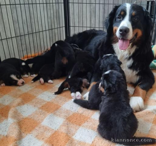 Portée Chiots Bouvier bernois  2 mâles - 5 femelles