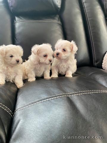 Très beaux Bichons maltais à adopter.
