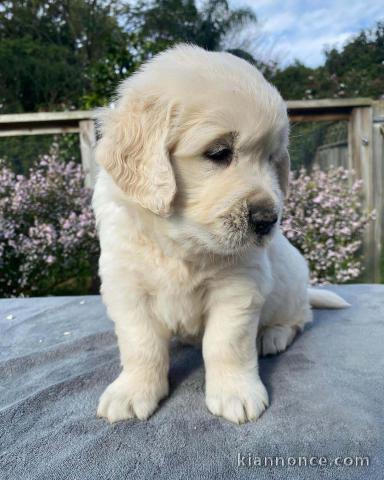 Magnifiques chiots Golden Retriever à donner.