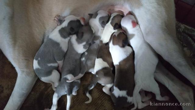 Portée Chiots Chiots Whippet
