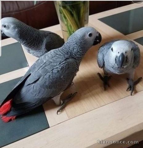 perroquets jako mâles et femelles ludiques à vendre