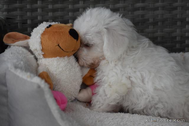 Donne chiot bichon maltais femelle
