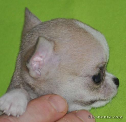 A donné chiot chihuahua beige/blanc femelle